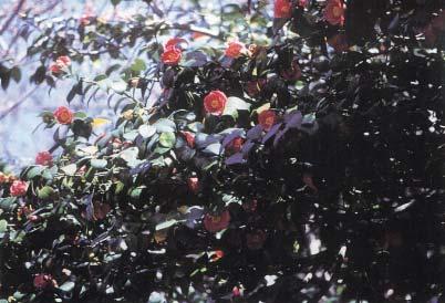 ピンク色の椿の花の写真