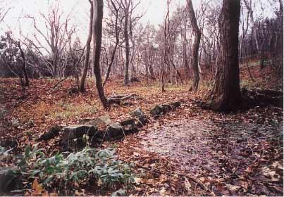 葉を落とした木々と、地面に落ちた枯葉の写真