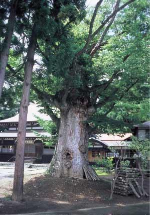 北浦瑞光寺の敷地内の大きなけやきの写真