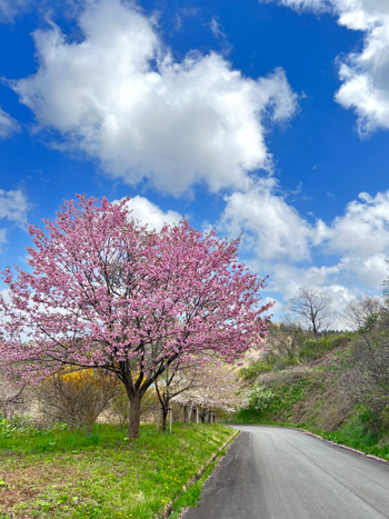 男鹿市十二桜公園