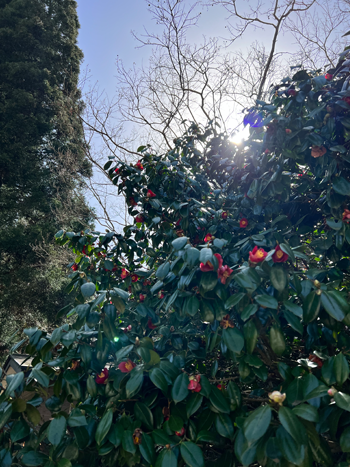 男鹿市の花 椿