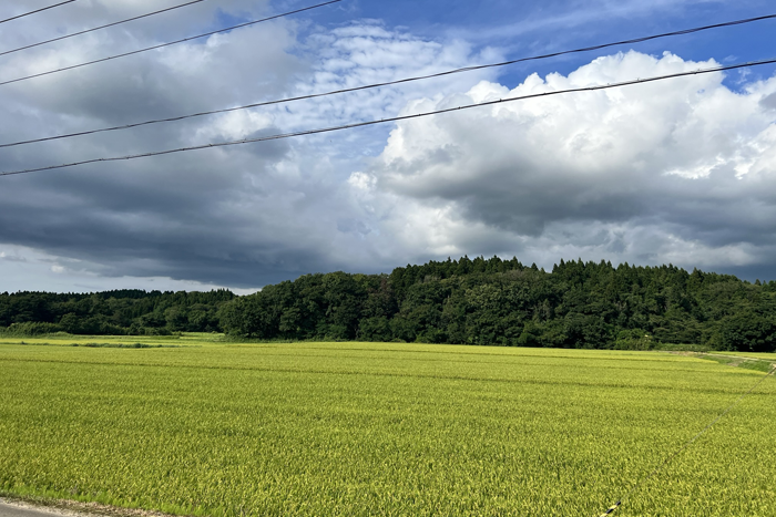 男鹿五里合琴川地区の田んぼ風景