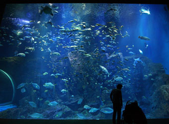 男鹿市水族館GAO