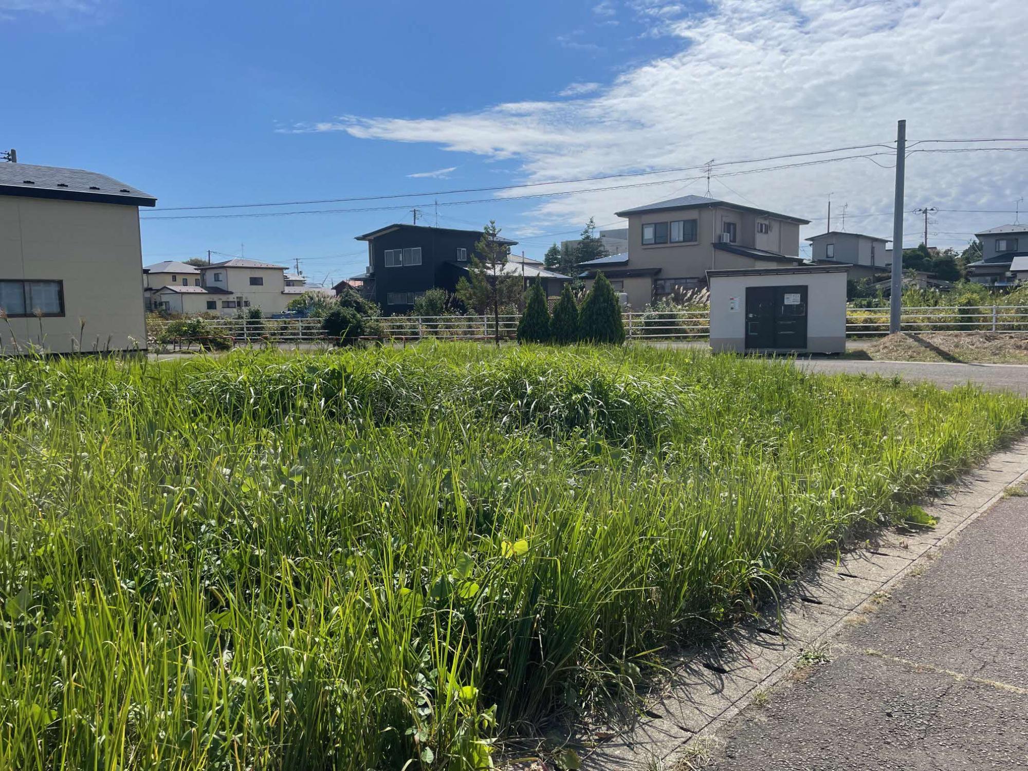 目の前に土地が広がっており、草が生い茂っている。