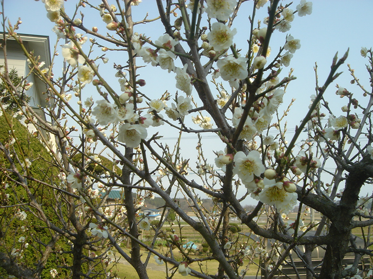 木の枝に白い梅の花がたくさん咲いている様子を写した写真