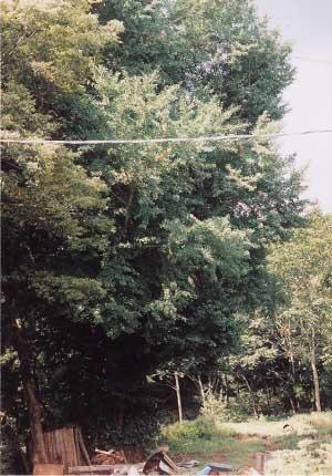 緑の葉が生い茂る大イチョウの木の写真