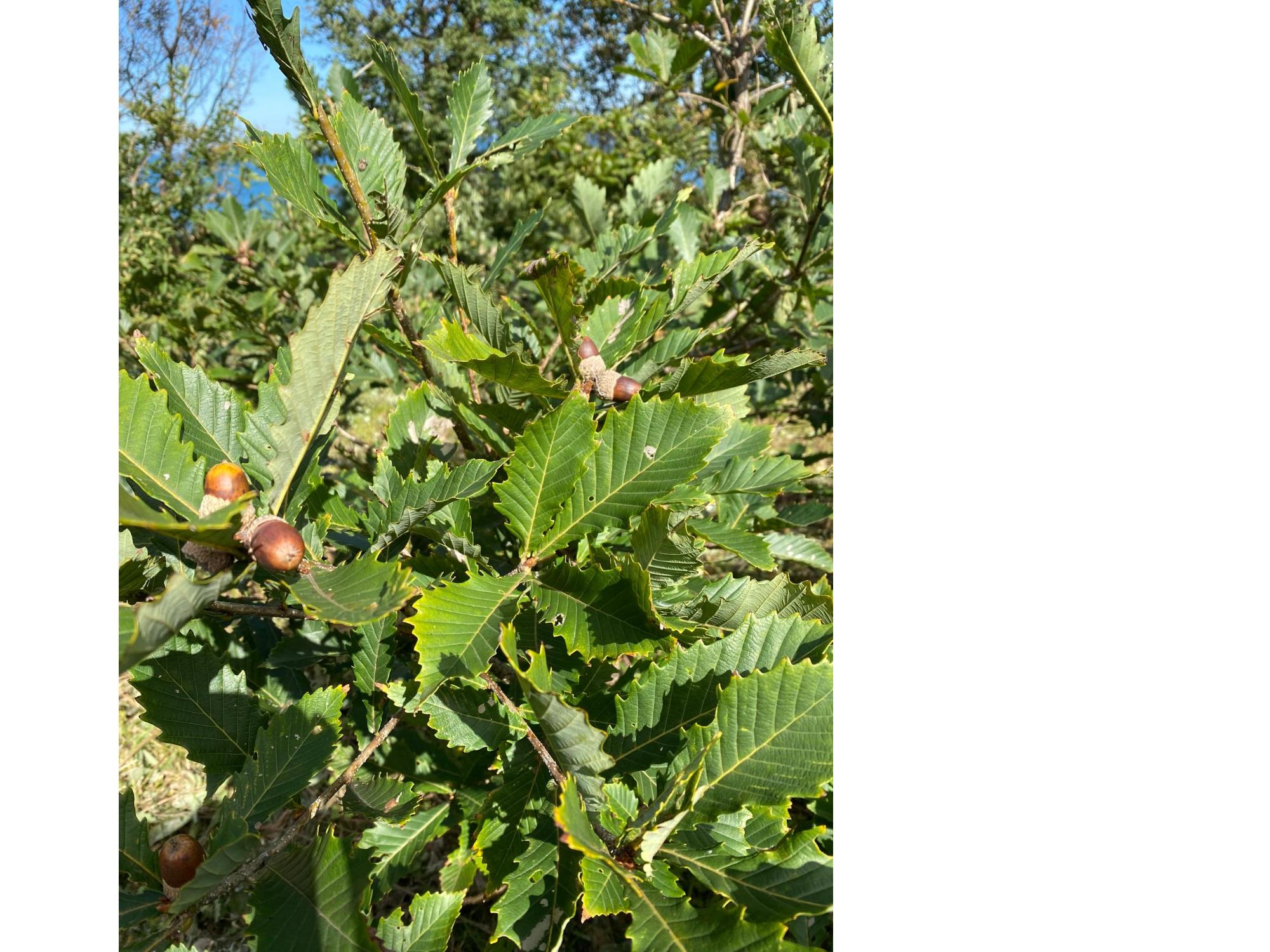 旧男鹿北中に植樹されるどんぐり