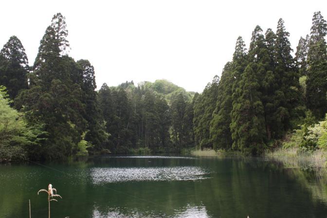 大きな湖のある森林地域の写真