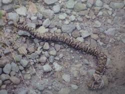 砂利の上にいる毒ヘビの写真