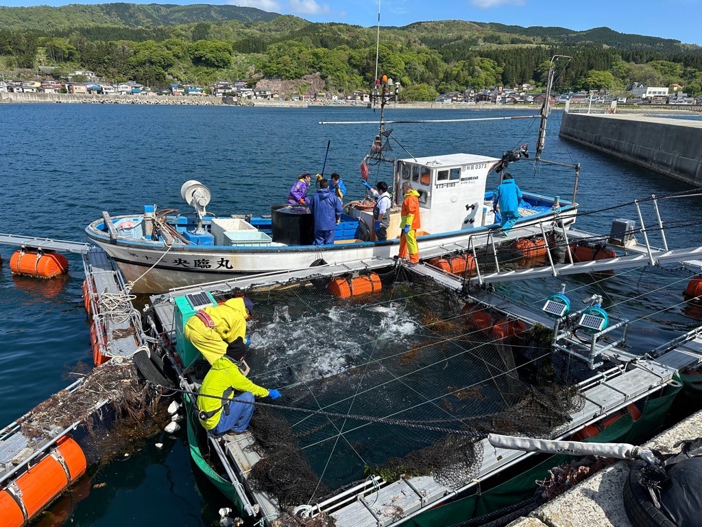 サーモン3