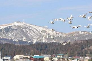 奥に雪山がありたくさんの白鳥が飛んでいる写真