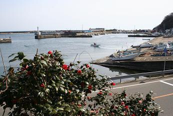 港を背景に咲くツバキの写真