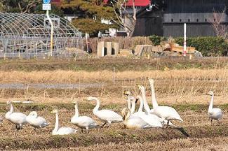 田んぼにたくさんの白鳥が餌を求めにきた写真