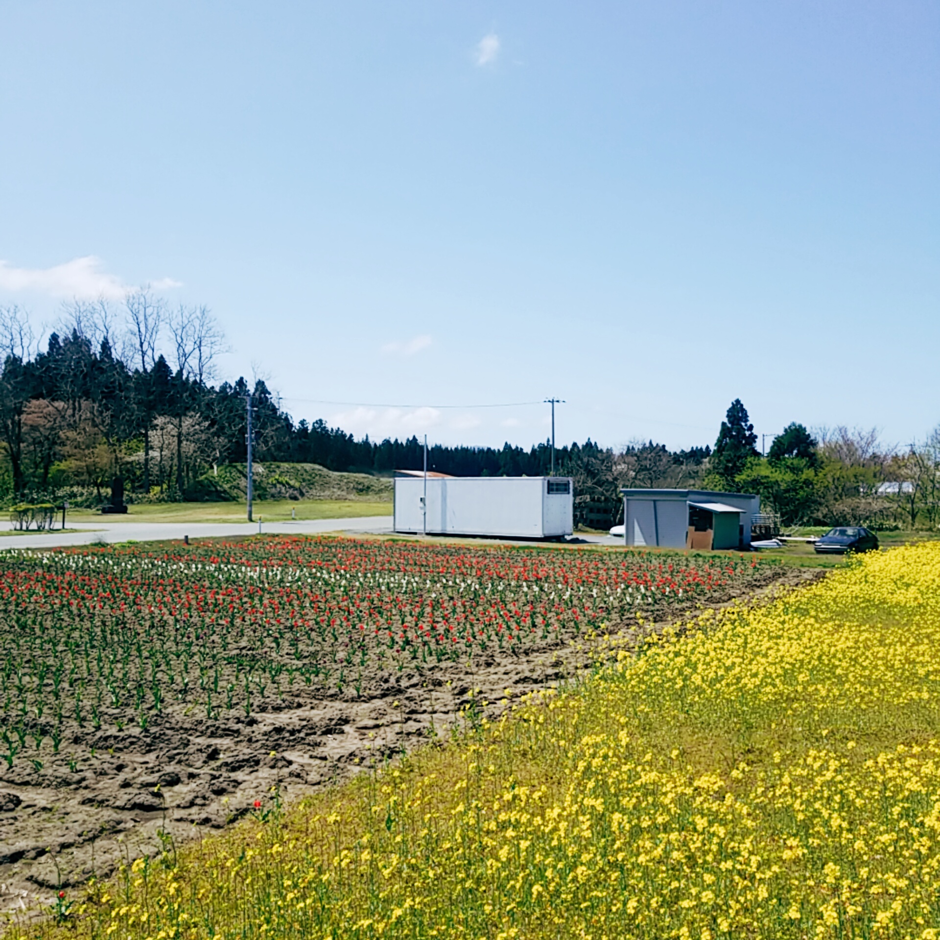 地域で植えたチューリップ畑