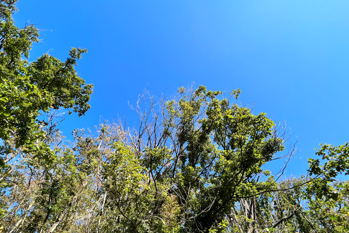 木と青空