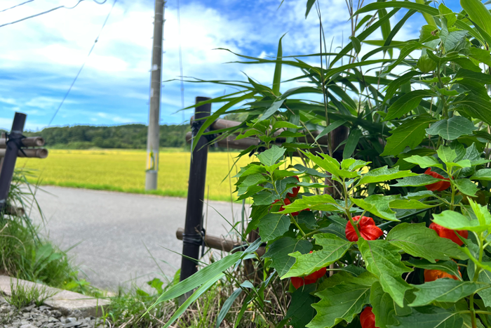 庭に咲くほおずき