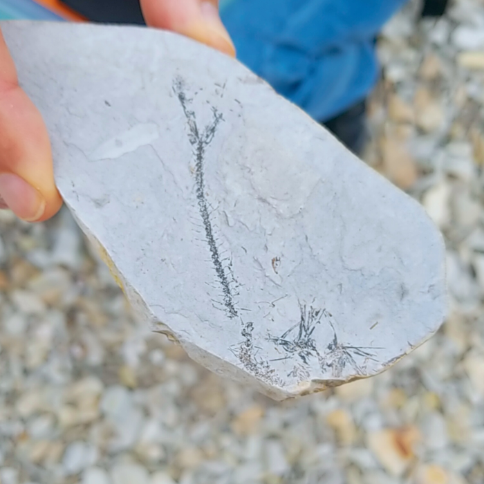 男鹿市鵜ノ崎海岸の石についている魚の骨の化石