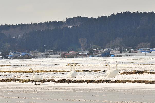 雪が積もっている田んぼに5羽の白鳥が佇んでいる写真