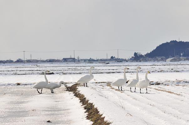 雪が積もっている田んぼに6羽の白鳥が並んでいる写真