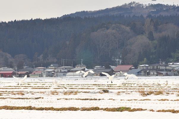 奥に山があり白鳥が飛び立とうとしている写真