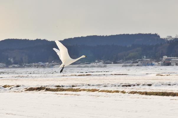 1羽の白鳥が羽を広げ飛び立とうとしている写真