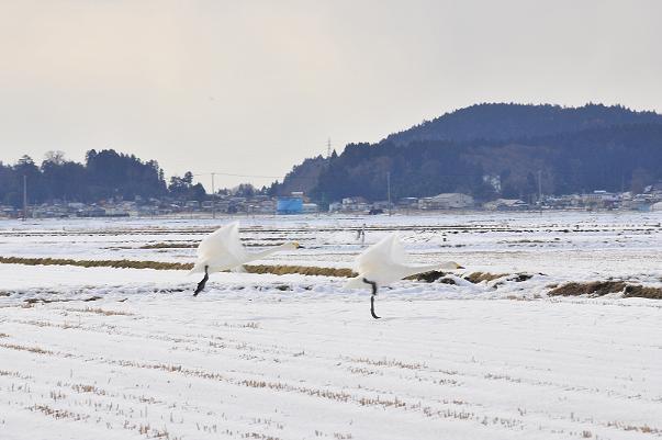 2羽の白鳥が遊んでいる写真