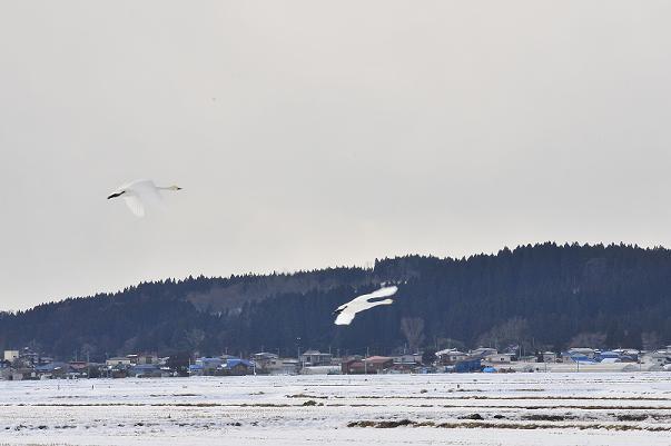 奥に山があり2羽の白鳥が飛んでいる写真