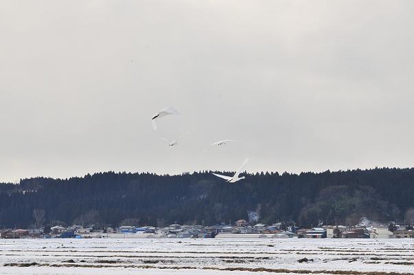 4羽の白鳥が山に向かって飛んでいる写真