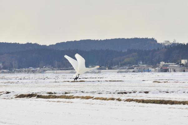 1羽の白鳥が降りようとしているところを横から取った写真