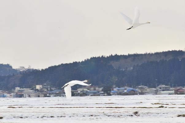 2羽の白鳥が山の方へ飛んでいる写真