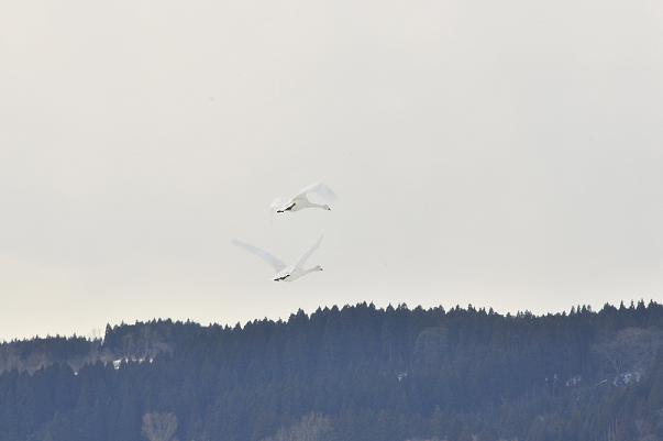 2羽の白鳥が大きく羽根を広げながら飛んでいる写真