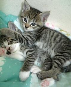縞模様の子猫2匹が布団の上に寝そべっている写真