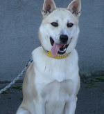 黄色い首輪をした中型の白い犬がお座りしている写真