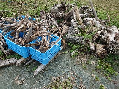 保管している流木の一例
