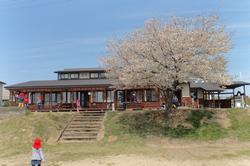いづみ幼稚園の前に大きな桜の木が植えてある写真